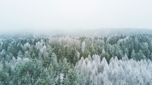 冬日雪覆森林美景