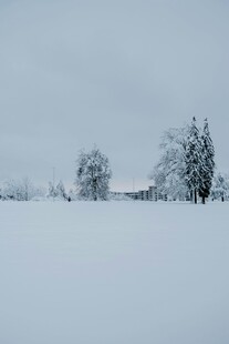 冬日雪景中的静谧树林