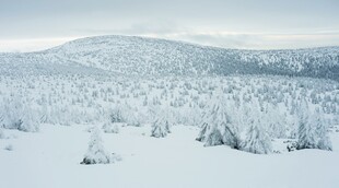 冬日雪覆山林美景