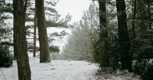 雪覆林间小道