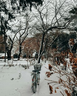 冬日雪景中的自行车与树木