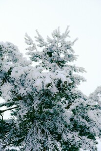 雪覆青松美景