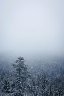 雪覆山林 雾气弥漫的景致