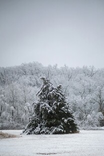 雪覆孤树 冬日静谧景致