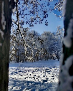 冬日雪林景致