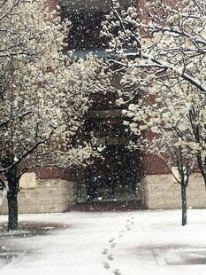 雪覆繁花的静谧街道