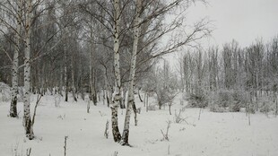 冬日白桦林雪景