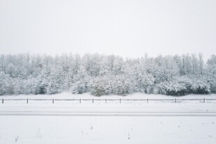 冬日雪景中的银白树林
