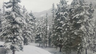 冬日雪景中的静谧松林