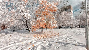 雪覆秋树美景