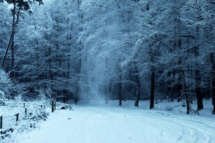 冬日雪林美景