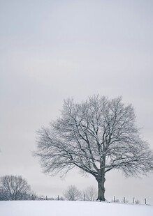 冬日孤树雪景