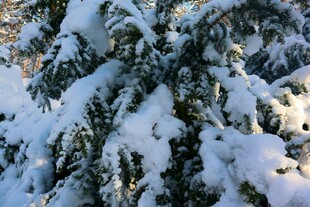 雪覆棕榈树美景