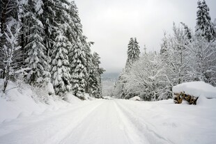 冬日雪覆林间路