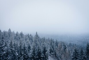 雪覆山林的静谧冬日景象