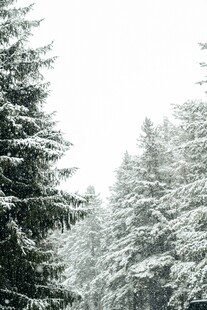 雪覆松林美景