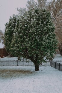 雪覆树木的宁静庭院景象