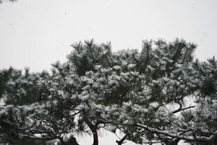 苍劲松树特写