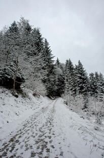 雪覆山路 树木银装素裹
