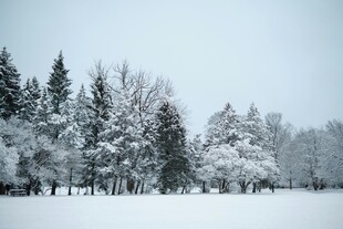 冬日雪景中的银白树林