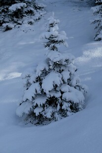 雪覆小树冬日美景