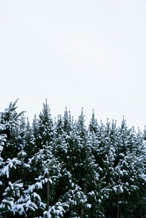 雪覆松林美景