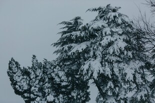 雪覆青松美景