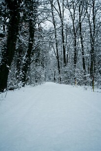冬日雪覆森林静谧景象