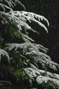 雪覆松枝景