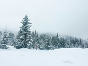 雪覆松林的冬日美景
