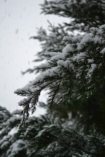 雪覆松枝