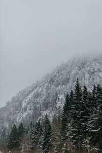 雪覆山林的静谧冬日景象