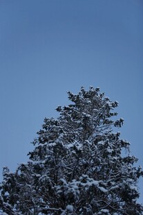 雪覆松树蓝天背景图