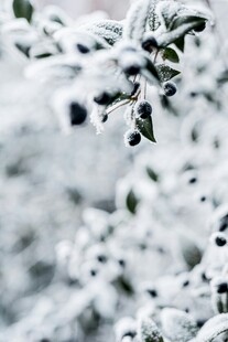 枝头覆雪的翠绿树叶