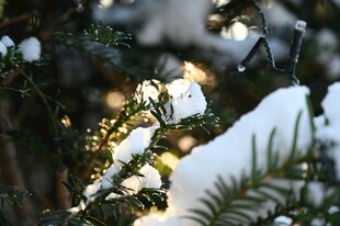 雪覆松枝映暖阳