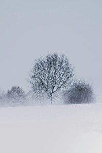 雪野孤树 静谧冬日景象