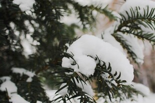 枝头覆雪的翠绿松枝
