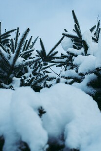 雪覆松枝的冬日美景