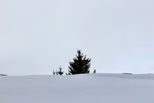 雪野中的孤松