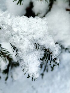 雪覆松枝的冬日美景