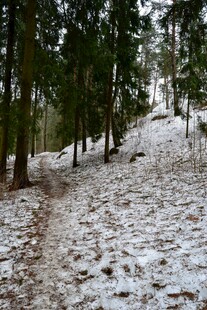 雪覆林间小径