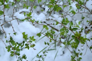 雪覆绿植显生机