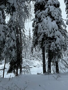 雪覆森林美景