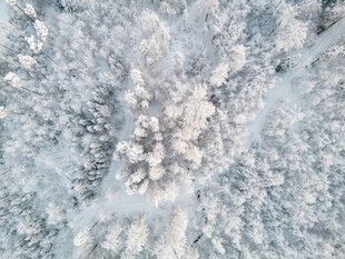 冬日雪景树梢覆雪美景