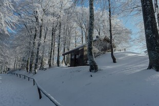 雪覆山林中的静谧小屋