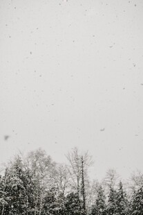 雪覆树林 雪花纷飞