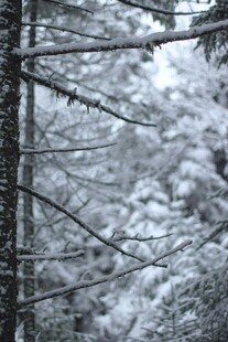 雪覆松林美景
