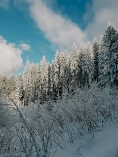 冬日雪覆森林美景