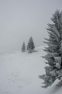 雪覆松景 冬日纯净之美