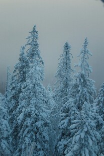 雪覆松林美景